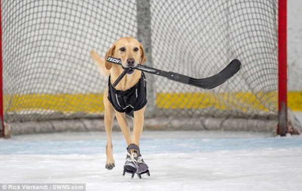 Golden Retriever Shows Off His Amazing Ice Skating Skills After Being