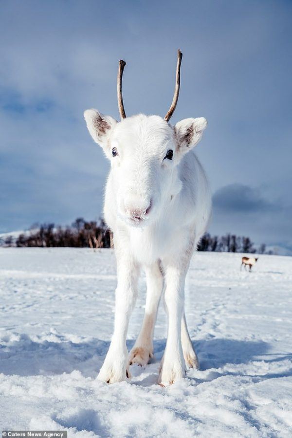 Adorable Baby White Reindeer Viral Star