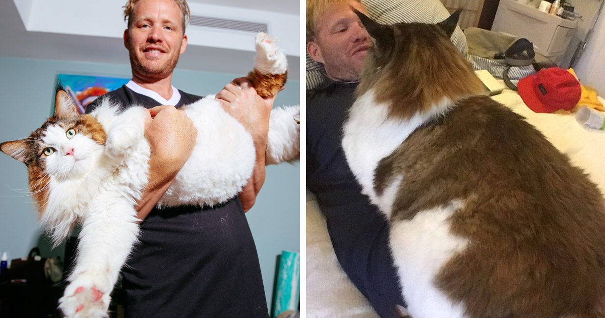 this-may-be-the-largest-cat-in-the-world-and-he-s-going-viral