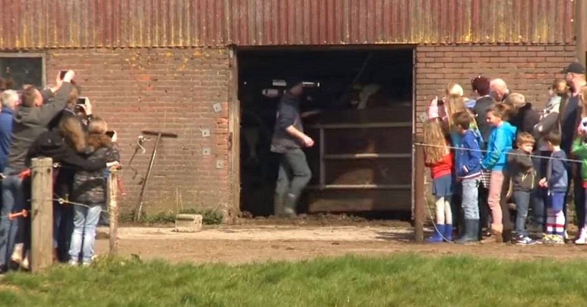 These Cows Were Kept Inside a Barn for Six Months - Watch What Happens ...