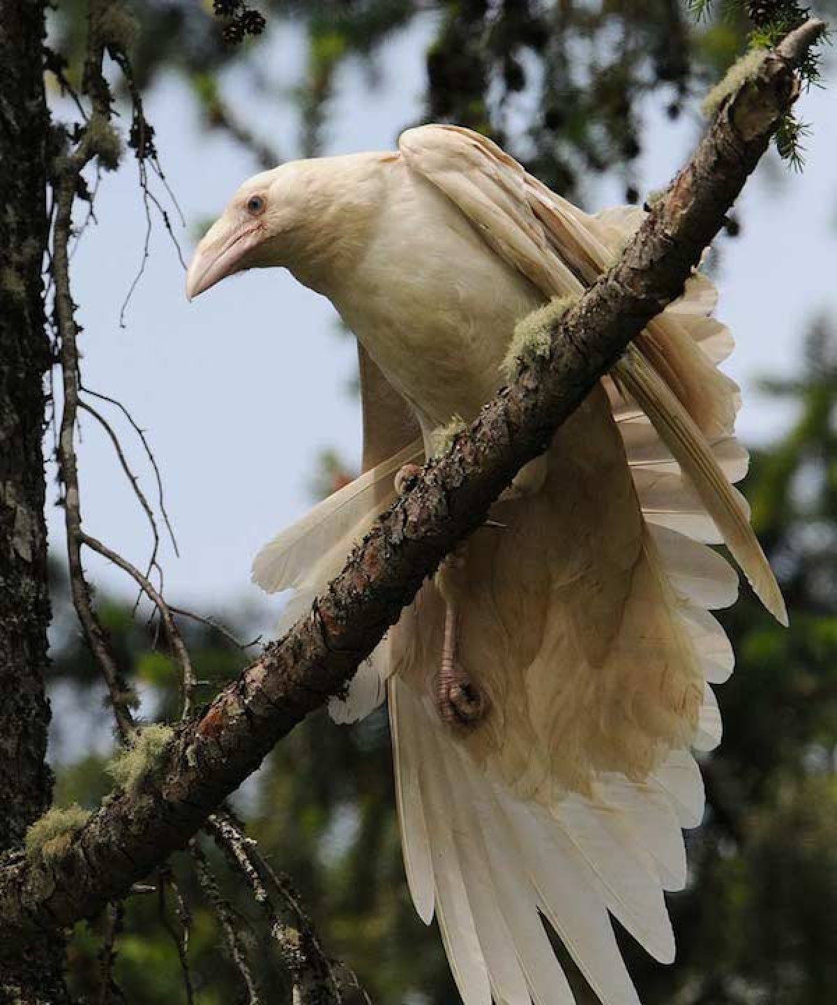 Photographer Captures Incredible Images Of Rare White Ravens